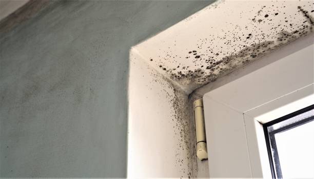 Reliable Rockwood, MI Mold Removal Solutions