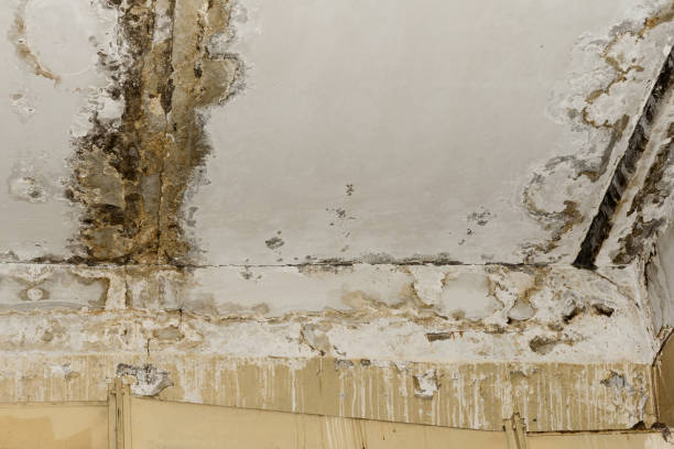 Mold Remediation for Vacation Homes in Rockwood, MI