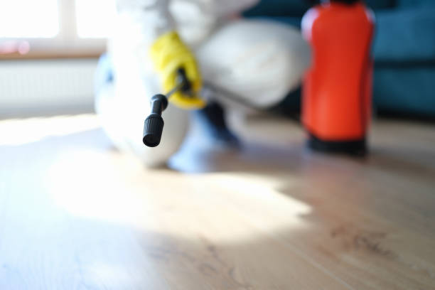 Best Basement Mold Removal  in Rockwood, MI