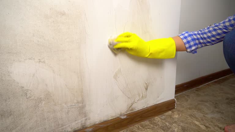 Best Mold Removal for HVAC Installations  in Rockwood, MI