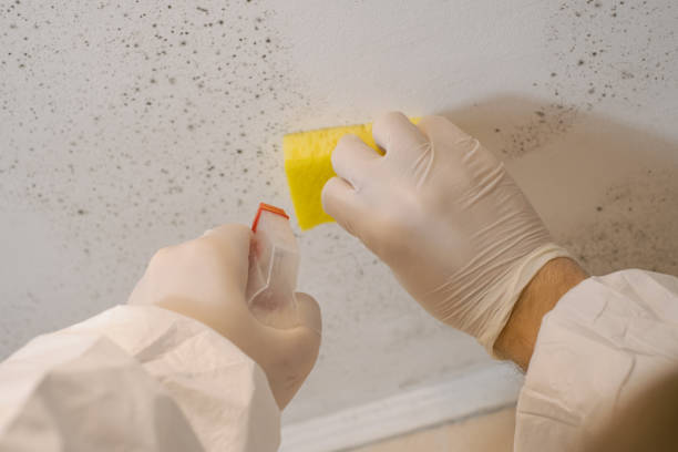 Best Comprehensive Air Testing for Mold Contaminants  in Rockwood, MI