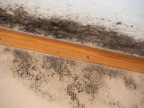 Best Post-Construction Mold Inspection  in Rockwood, MI