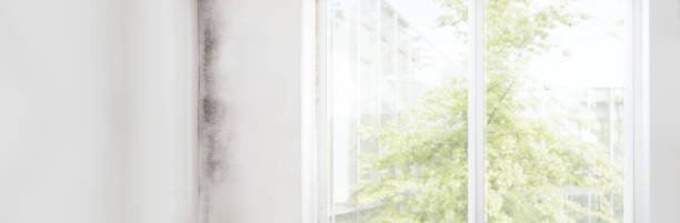 Best Mold Damage Restoration  in Rockwood, MI
