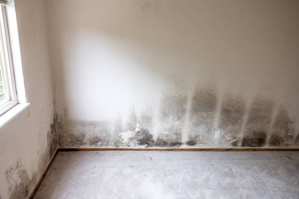 Best Dehumidification Services  in Rockwood, MI