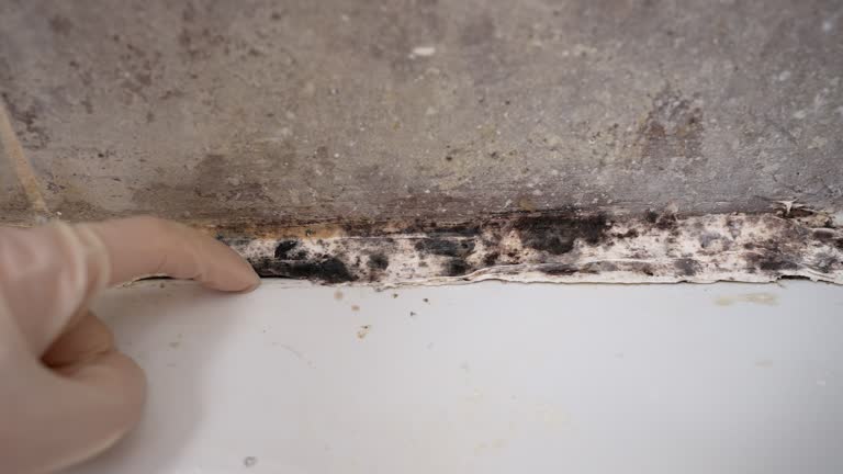 Best Mold Remediation for Healthcare Facilities  in Rockwood, MI